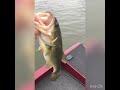 Large mouth bass. Lake Chauncy MA.