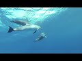 Dolphins in Bimini!