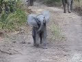 Elephant Calf Charging