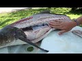 Tossing Out Live Bait for Monster Cobia! (Fish Ribs Catch & Cook Video)