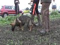 Puppy Tracking Lesson