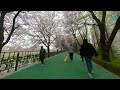 서울 자전거타고 떠나는 벚꽃명소/석촌호수-장지천-중랑천(송정동뚝방)