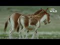 Voici le kiang, le plus grand âne du monde