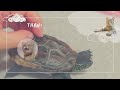 一緒にボール遊びをする猫とスケボー亀【Let's play ball together! cat and skateboard turtle】