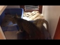 Cute kitten play fight =^.^= :3