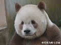 I'm so sleepy! ——Panda Qizai