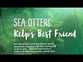 Adorable Sea Otter's Playtime ! Ball Bonanza ! Vancouver Aquarium tour 🇨🇦 (Please turn on subtitle)