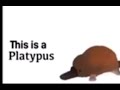 This is a Midnight Horror Platypus