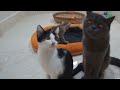 YOU LAUGH YOU LOSE🤣Best Funny Animals Video 2024😹🐕