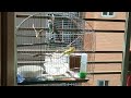 Happy parakeet playing with new box