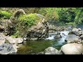 Forest River - Stream Sounds for Sleeping - No Birds - Relaxing Nature Videos - Flowing Water