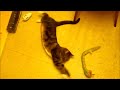 Ruby The Cat Vs Kaa The Snake