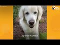 14-Year-Old Golden Retriever Brings Surprises to Neighbors Every Day | The Dodo