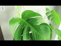 8 INDOOR PLANTS THAT CAN GROW IN WATER! *NO SOIL NEEDED!*