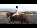 Unedited flatwork lesson with Storm