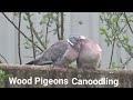 Wood Pigeons Canoodling
