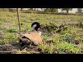 Red-wattled lapwing eggs 🥚||Tatiri Bird ||