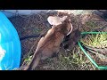 3,week old kittens learning to eat soft food.