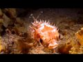 Similan liveaboard the Genesis 1 from Sea Bees Diving Thailand