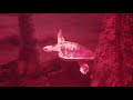 Aquarium Sting Ray Video Footage