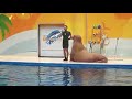 Sea lion funny vid