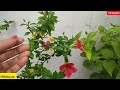 Super hardy permanent flowering plants for every garden | कम देखभाल में चलने वाले फूलों वाले पौधे