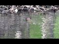 Beavers working to rebuild their dam.