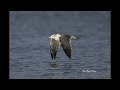 林園汕尾港的黑尾鷗/Black-tailed Gull