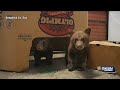 Surprise announcement: Baby bears arrive at Sedgwick County Zoo