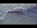 The APEX Black Caiman Of The Amazon Basin