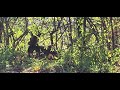 Doe on the fence line