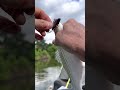 Fishing for white bass on Lake Houston