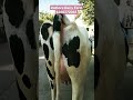 30 litre 🔥 #beauty #breed #hfcow #dairyfarm #cow #shorts #viral #trending