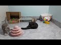 CLASSIC Dog and Cat Videos😽1 HOURS of FUNNY Clips🤣