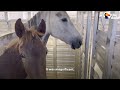 Woman Spends Year Trying To Find This Captured Wild Horse And All Of His Mares And Babies | The Dodo