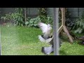 Collared Dove v Woodpigeon