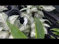 Plant Shopping at Tropic Plants in Tamarac, Florida || SO MANY HOYAS!!! + MUCH MORE