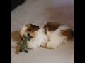 Rosie Shih Tzu puppy playing