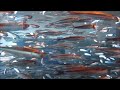 relaxing aquatic video