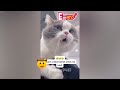 Try Not To Laugh Cats And Dogs Videos😻🐶New Funny Animals Video 2024