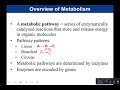 Chapter 6 Cellular Respiration