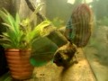 My discus with eggs...