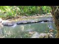 Beautiful Relaxing Nature | HIKING ADVENTURE NATURE SOUNDS | MOUNTAIN HIKING | Water stream Sound