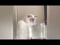 😹 Funniest Cats and Dogs Videos 😂 Best Funniest Catss Video 2024 🐈🐶