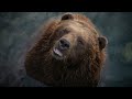 Most Weird Bear Breeds In The World | Wild Whim