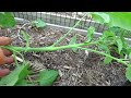 How to Prune and Stake Tomato Plants Guide & Identifying Tomato 'Suckers