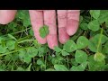 Fifth 4 leaf clover find 2022