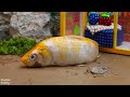 Animation Stop Motion Goldfish, colorful catfish - Mukbang rainbow octopus, cute pink frog