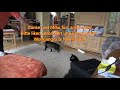 Cat Content #02 Wir woll´n doch nur Spiel´n