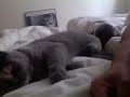 cat in the bed.mov